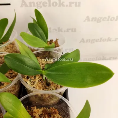 Горшок цветочный для орхидеи 1,8л с поддоном прозрачный Кашпо- Каталог  Remont Doma