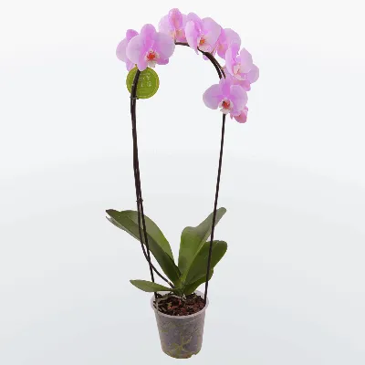 Пин от пользователя Марина Марина на доске Орхидеи каталог в 2023 г |  Орхидеи, Орхидея, Бини
