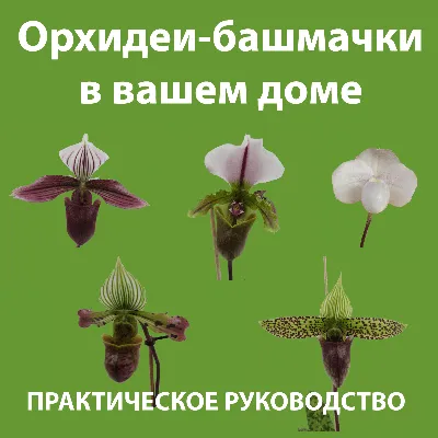 Каталог Цветы орхидеи 7см х 2шт. цв.зеленый от магазина Пряжа Макошь  Ярославль