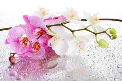 Электронная книга “Орхидеи – башмачки в вашем доме” – Каталог OrchidDream