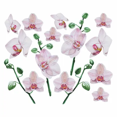 Купить Орхидея «Зеленая» из каталога Цветы в Сыктывкаре - «Флориска».