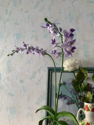 Названия орхидеи фаленопсис. Каталог - My Orchids