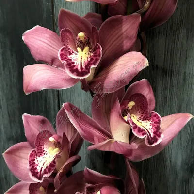 Купить фотообои Орхидеи 3D арт. 109047 на стену: цены, фото, каталог -  интернет-магазин «LIKE»