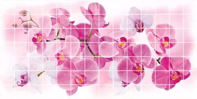 Купить Коробка орхидей «Женский» из каталога 8 марта в Сыктывкаре -  «Флориска».