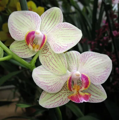 Цветок в срезке «Орхидея Цимбидиум тёмно-розовая» ветка - Каталог -  Butterfly-Flower.ru