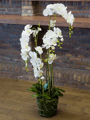 Орхидеи от 399 рублей!