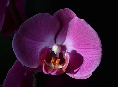 Искусственные цветы Орхидея арт. 3179-083 купить оптом в Москве - каталог,  цены, фото, отзывы