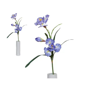 Купить орхидеи почтой | Каталог орхидей с фото и кратким описанием