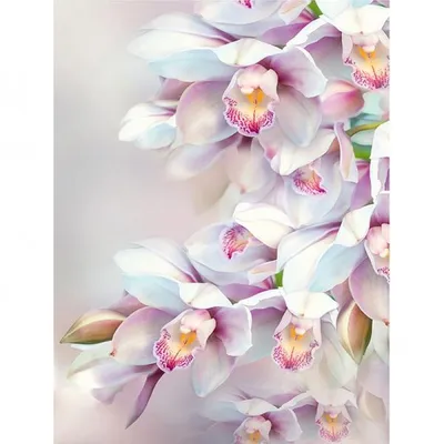 Названия орхидеи фаленопсис. Каталог - My Orchids