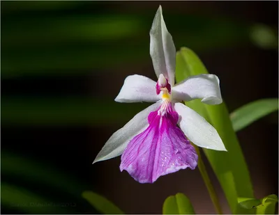 Фиолетовый завод дерева орхидеи в природе с расплывчатым Backgroun Стоковое  Фото - изображение насчитывающей лето, тропическо: 35719380