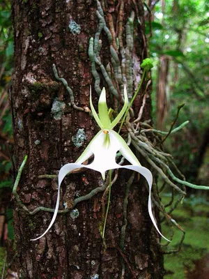 Дерево орхидей орхидеи елка связно …» — создано в Шедевруме