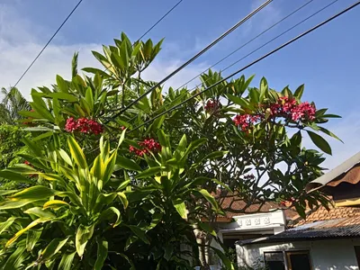 Республика Цветов 24 - Знали, что цветы могут расти на деревьях или  камнях?🤔 ⠀ А ведь, действительно могут! Мы говорим о разновидности орхидеи  Dendrobium Nobile. ⠀ В природе эти орхидеи растут эпифитно,