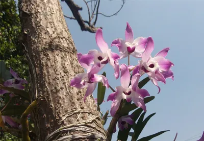 Орхидеи в природе на деревьях фото фотографии