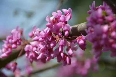 Орхидея Дендробиум (Dendrobium Nobile)