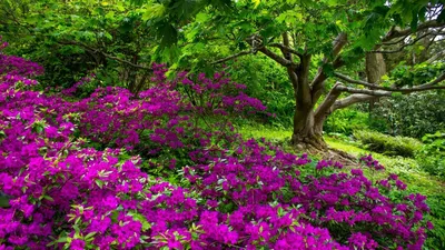 цветы азалии распускаются на деревьях, дерево, природа, розовый фон  картинки и Фото для бесплатной загрузки