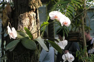Орхидеи в дикой природе на деревьях - 56 фото