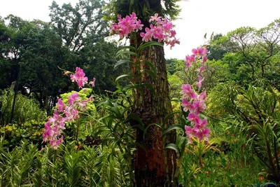 Орхидеи в дикой природе на деревьях - 58 фото