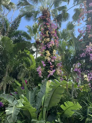 Орхидея в природе на деревьях - 52 фото