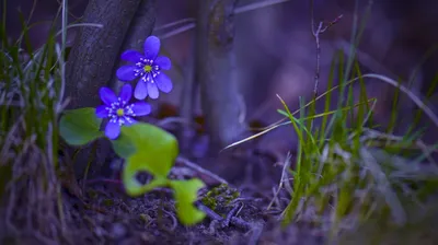 Фотографии Весна Природа Фиалка трёхцветная цветок Ствол 1920x1200