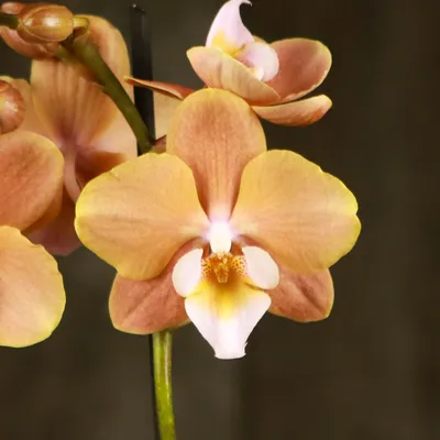 Орхидея фаленопсис Lottery Prince (Лоттери Принц) или Karina (Карина) или  African sunset (Африканский закат). Домашнее цветение | Красивая усадьба |  Дзен