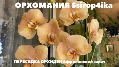 Phal. LTNA 832 купить