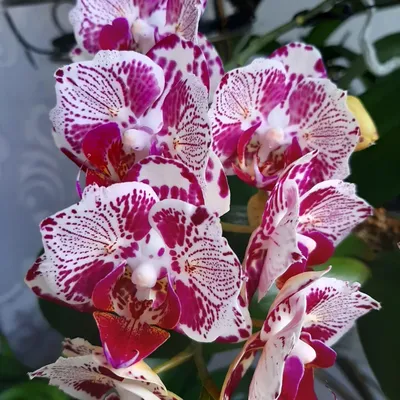 орхидея lottery Prince | Orquídeas, Orquidea, Suculentas