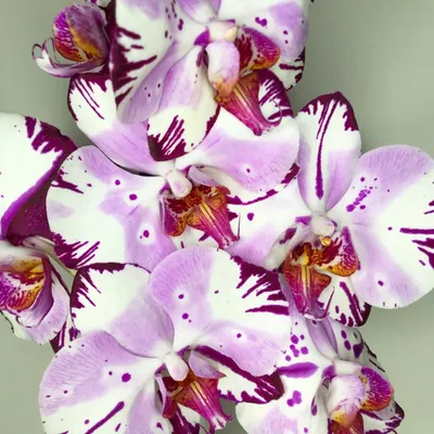 Орхидея алмазное небо фото фотографии