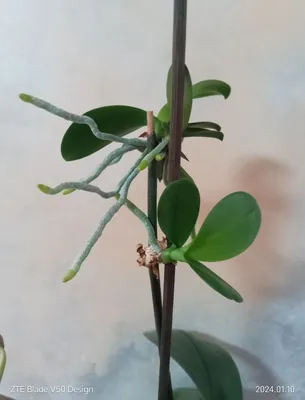https://www.olx.ua/d/obyavlenie/orhideya-falenopsis-almaznoe-nebo-IDUcPSS.html