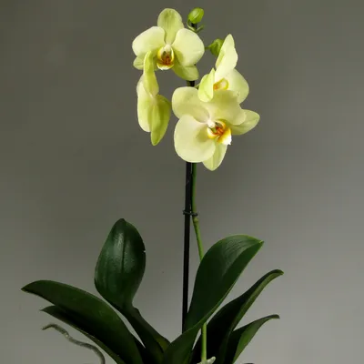 Орхидеи : Орхидея фаленопсис Amadeus