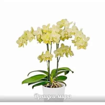 Купить Орхидея Фаленопсис Стар Найт 2 ствола в Москве