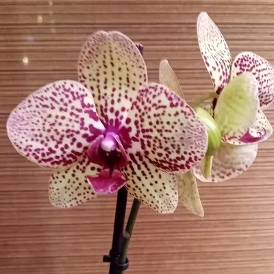 Орхидея Phal. Amadeus 1,7 - купить, доставка Украина