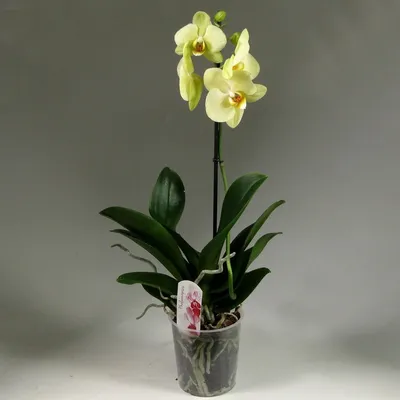 Отделяем детку орхидеи \"Амадеус\" | Цветы Татьяны | Дзен