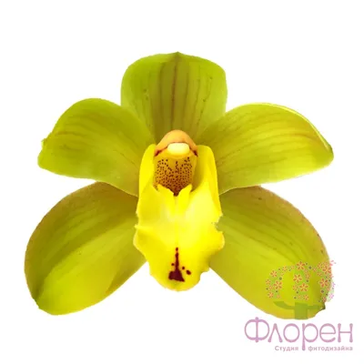 Орхидея фаленопсис амадеус - 69 фото