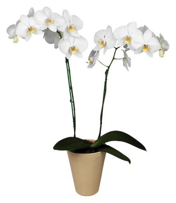 Орхидея Цимбидиум Желтая 2 цветоноса №1 – Купить Орхидея Цимбидиум Желтая 2  цветоноса №1 в Киеве с доставкой