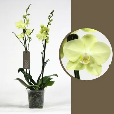 Купить Орхидея Фаленопсис Амадеус 2 ствола в Москве
