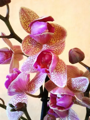 Орхидея сортовая пилорик Sannion 595 руб | Интересный контент в группе  Орхидеи Донецк Комнатные цветы | Орхидеи, Орхидея, Комнатные цветы