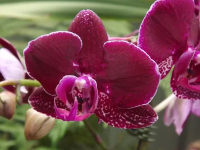 Амадеус орхидея - 69 фото