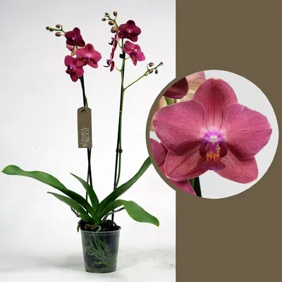 Купить Орхидея Фаленопсис Дестин 2 ствола в Москве
