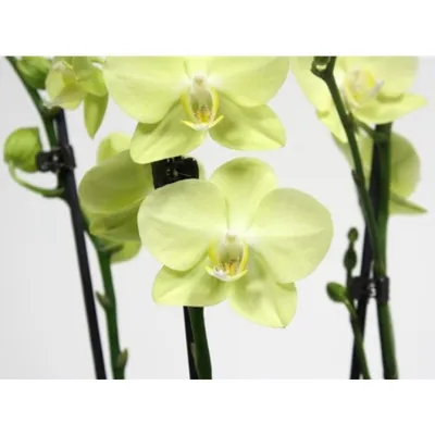 Купить орхидею Фаленопсис Амадеус (Amadeus) с доставкой по Украине.