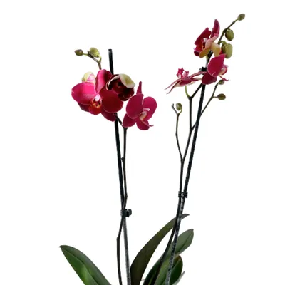 Орхидея Minho Princess | Орхидея, Орхидеи