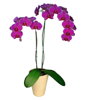Орхидея Фаленопсис белая в крапинку обильноцветущая №16 Midi – Купить  Орхидея Фаленопсис белая в крапинку обильноцветущая №16 Midi в Киеве с  доставкой