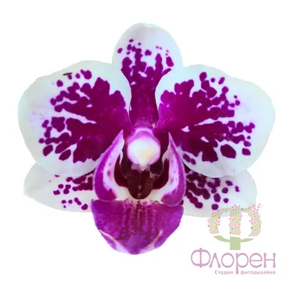 Отделяем детку орхидеи \"Амадеус\" | Цветы Татьяны | Дзен