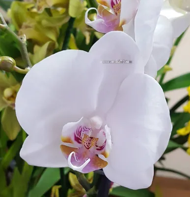Орхидея амадеус фото фотографии