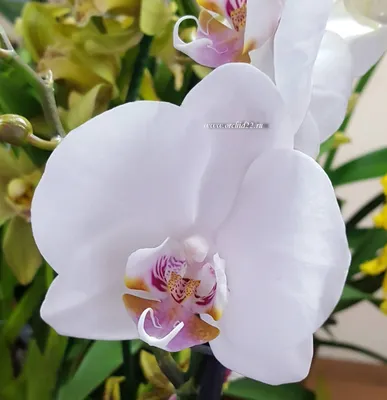 Орхидея Phalaenopsis (отцвёл)