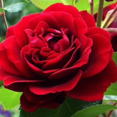 Роза плетистая Amadeus (Амадеус) 990 руб. AGRO1254