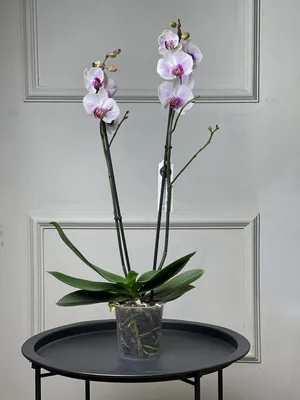 Орхидеи требуют реанимации