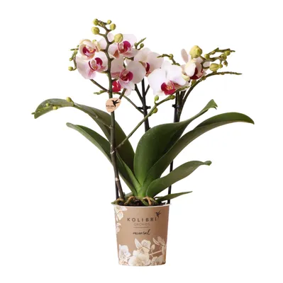 Орхидея, домашние детки фаленопсиса.: 250 грн. - Комнатные растения Кривой  Рог на Olx