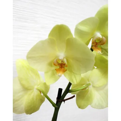 Купить желтую орхидею в Киеве. Орхидея фаленопсис Amadeus