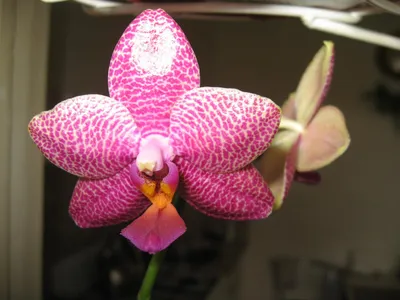 Желтые орхидеи: обзор 10 популярных сортов солнечного цвета, фото растений