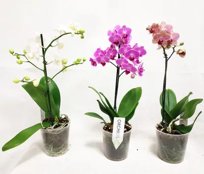 Желтые орхидеи фаленопсис: названия и фото сортов цветов, с красным и с  фиолетовым оттенком в крапинку